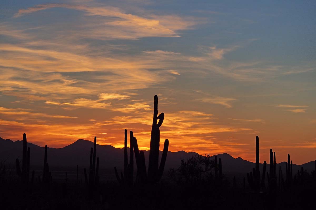 Saguaro Cacti, Carnegiea Gigantea, At Sunset In Saguaro National Park.